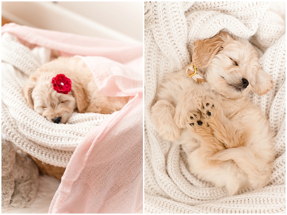 Tamara Jaros Photography 2016 Miniature Goldendoodle F1 Cream Puppy from Doodle Country Mini Goldendoodles