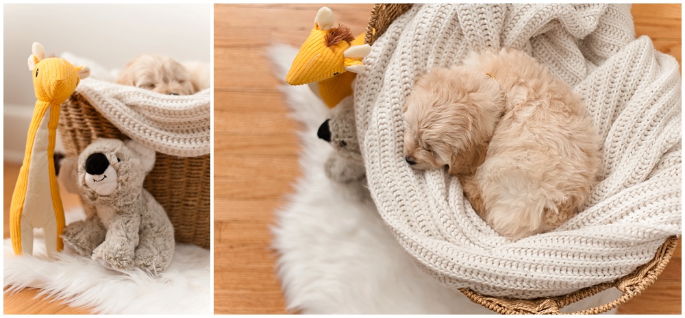 Tamara Jaros Photography 2016 Miniature Goldendoodle F1 Cream Puppy from Doodle Country Mini Goldendoodles